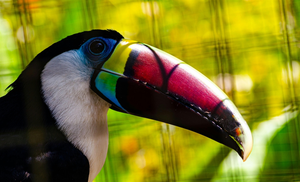Picture of a Toucan with a large bill, a play on words with household bills